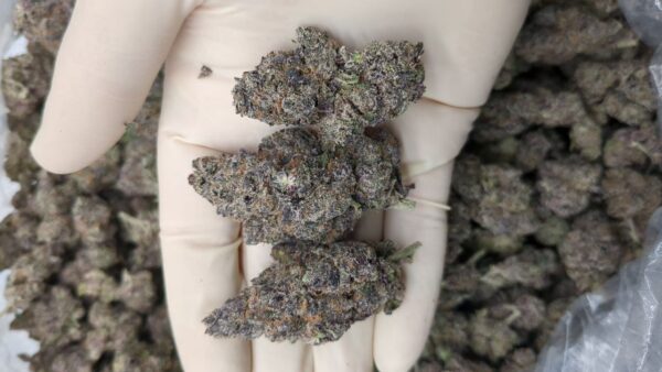 Granddaddy Purple strain - Image 3