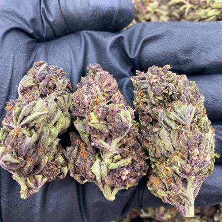 Purple haze strain