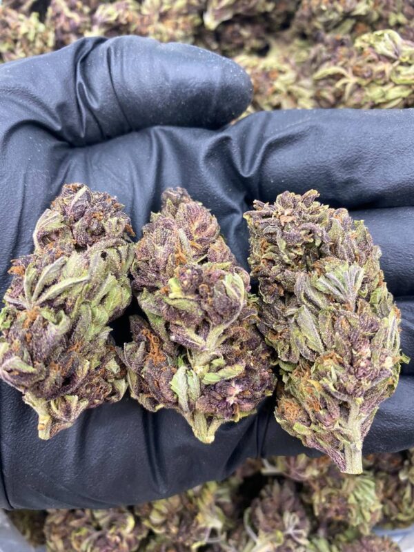 Purple haze strain